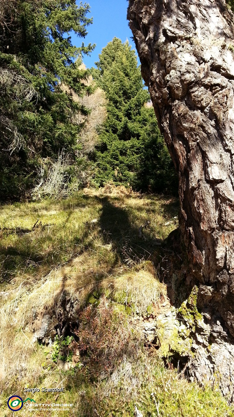 14 BOSCO A MONTE.jpg